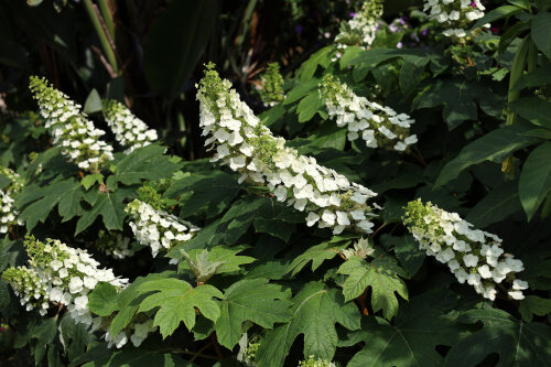 Hydrangea Quercifolia 'Pee Wee'